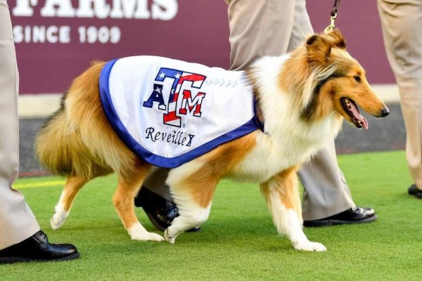 Reveille X Recovers Post-Glaucoma Surgery
